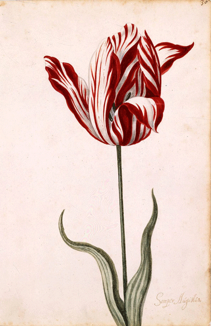 Semper_Augustus_Tulip_17th_century.jpg.gif
