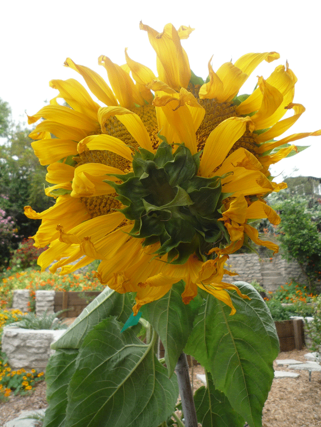 Sunflower-052609.gif