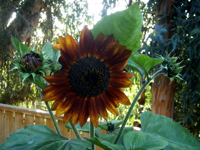 Sunflower.gif