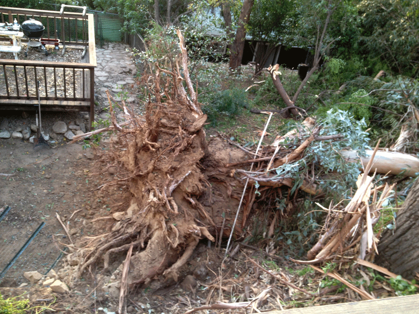 Tree-Down-Big-Wind-SoCal-2011.gif