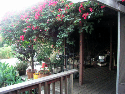 Bouganvilla1.gif