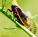 cicada-2-blog.jpg